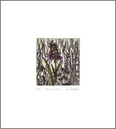 Bee Orchid